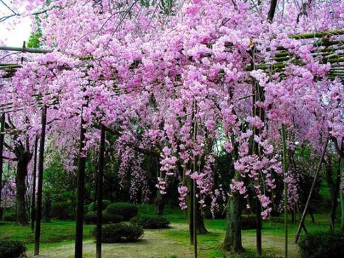 粉色烟霞 美在樱花旋舞时