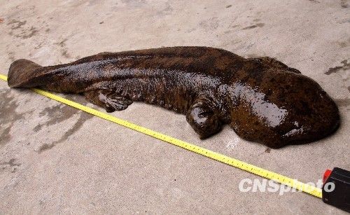 河南济源发现巨型娃娃鱼(图)-生物博览