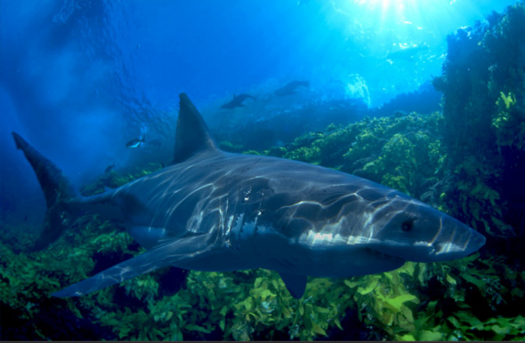 壁纸 动物 海底 海底世界 海洋馆 水族馆 鱼 鱼类 590_386