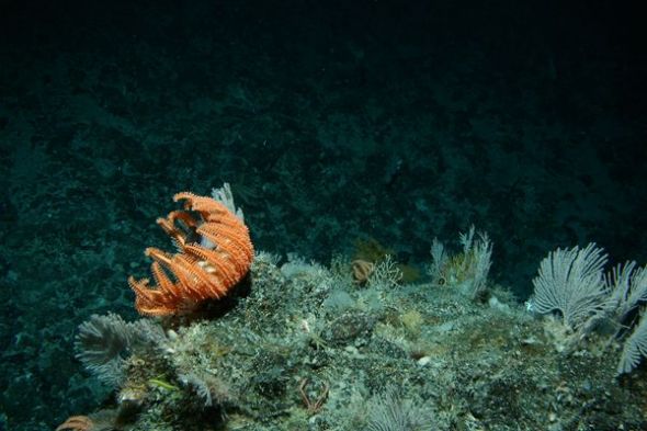 新西兰海底山发现生物群落:海星四处觅食(图)