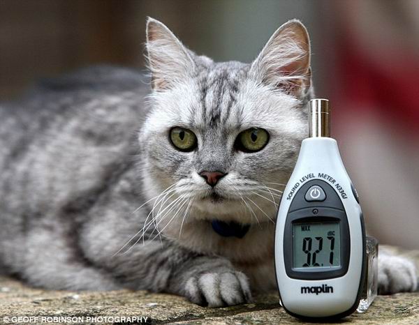 英猫咪叫声大:堪比737 吃饭时也要发出咕噜(图