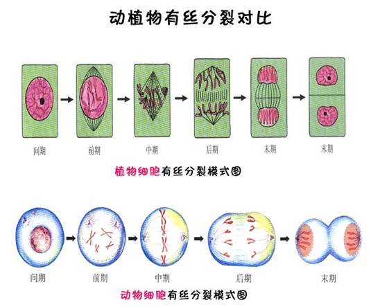 生物高中知识点:动植物有丝对比分裂高中联系方式办公室鹤壁校长图片