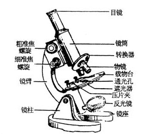 初中生物知识要点:显微镜的结构