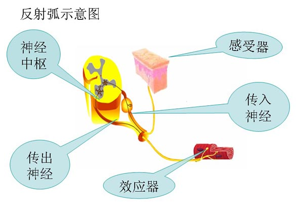 高一生物教案:反射弧示意图-高考学科网
