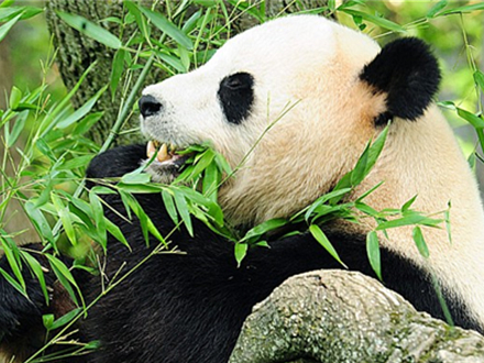 the giant panda actually harbours   carnivore-like gut