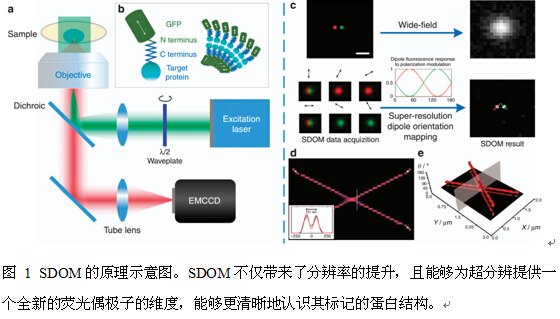 传统的荧光各向异性显微成像技术往往只能够观察简单样本的荧光偏振