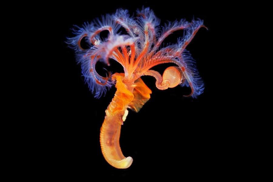"外星"海洋生物
