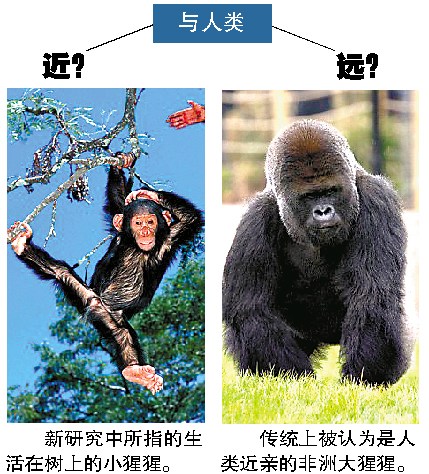 类人猿进化,类人猿进化图片,类人猿行动(第3页)_大山谷图库